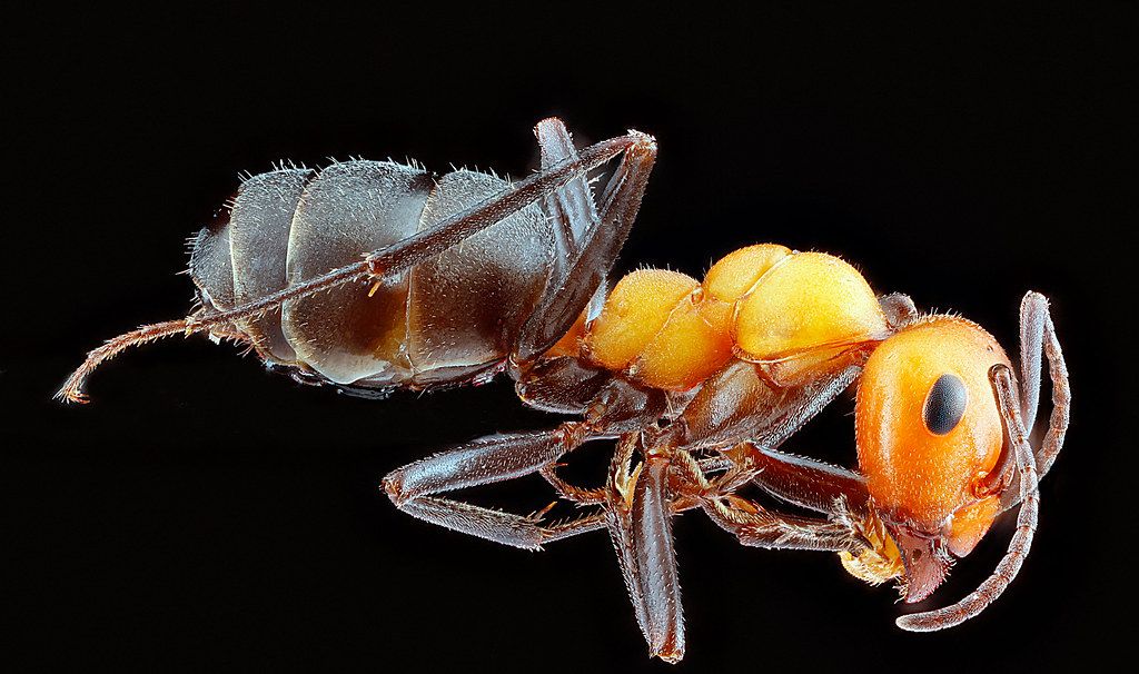 Ant Control service in Lakewood, OH