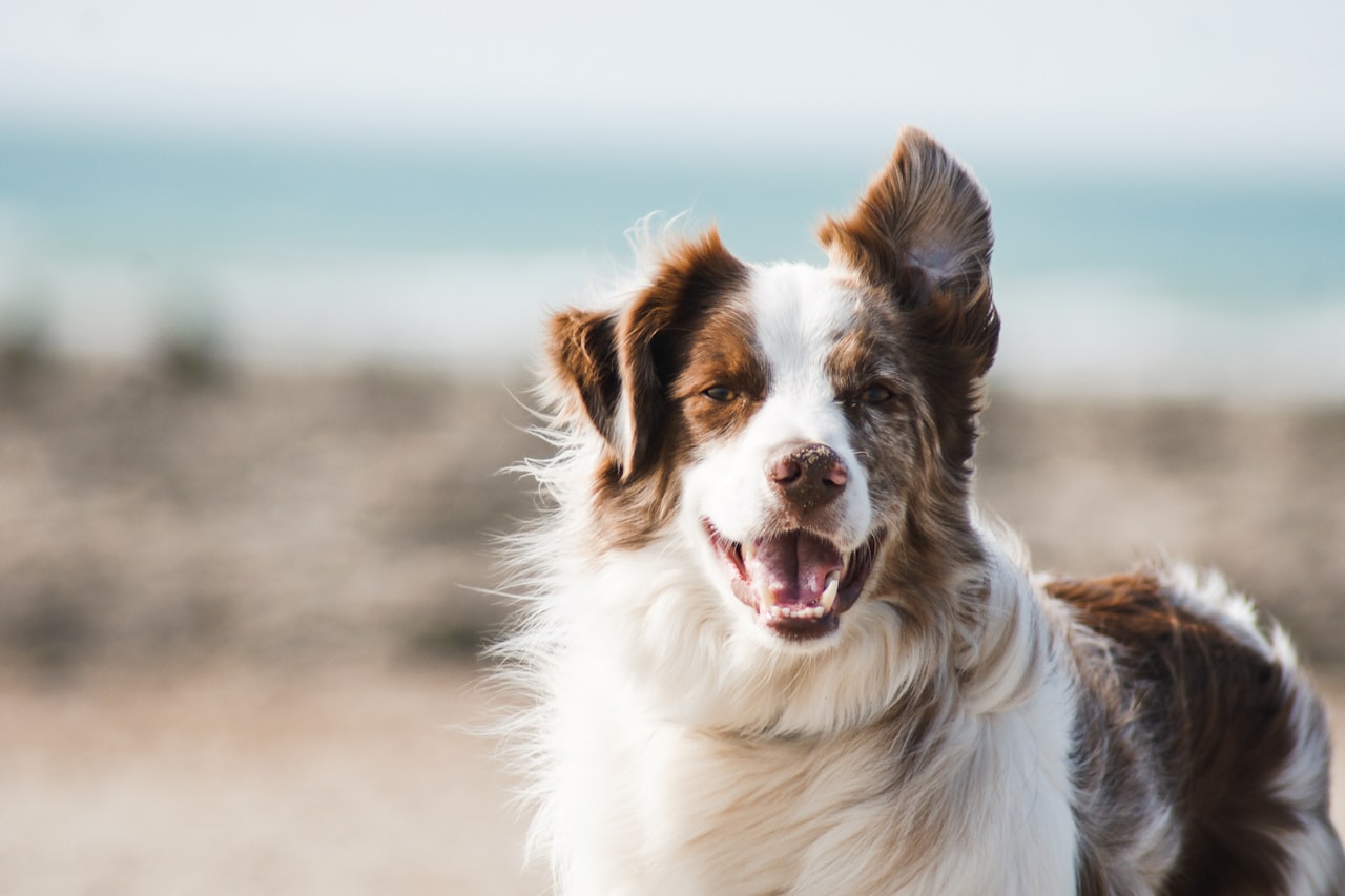 Flea & Tick Control service in Lakewood, OH