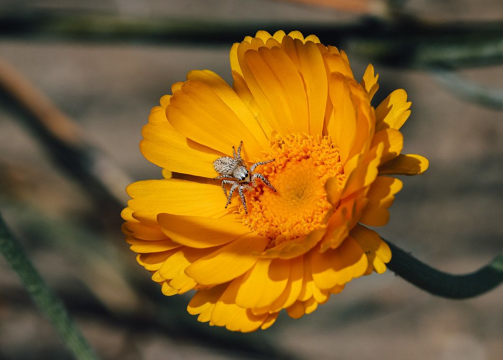 Spider Control service in Lakewood, OH